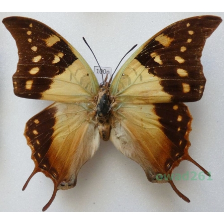 Charaxes cowani Butler, 1878 Senegal 77mm100n